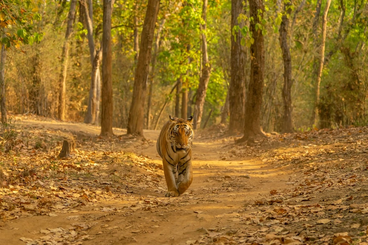 Northeast India visual 1